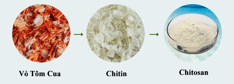 chiết xuất collagen và chitin/chitosan