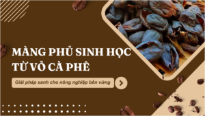 Màng phủ sinh học từ vỏ cà phê