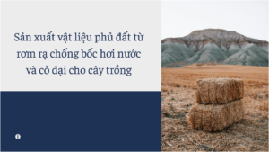 Sản xuất vật liệu phủ đất từ rơm rạ chống bốc hơi nước và cỏ dại cho cây trồng