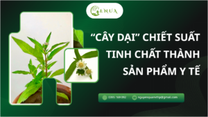 Chiết suất tinh chất từ cây nhọ nồi (Cây Cỏ Mực) thành các sản phẩm y tế 